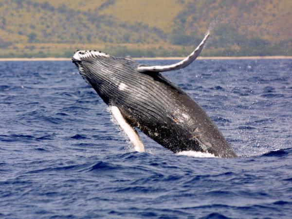 Boaters Beware Whales Spotted in Long Island Sound