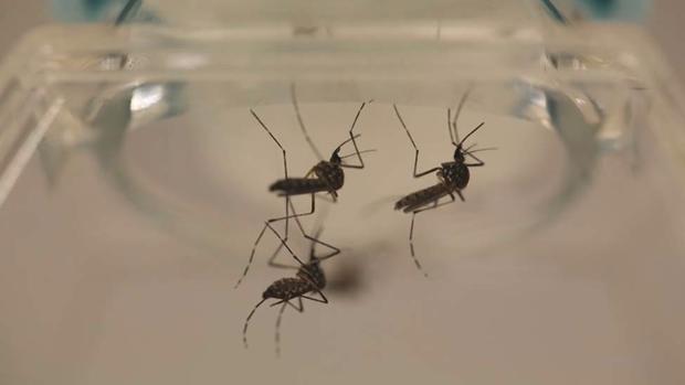 Florida Reports 1st Locally Transmitted Zika Infections in U.S.