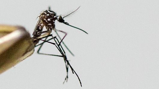 Aedes aegypti mosquito the species which transmits the dengue virus chikungunya fever and zika