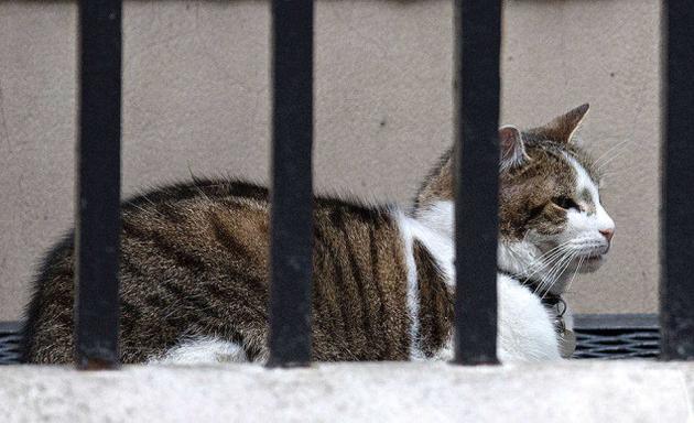 PURR-FECT LUXURYLarry the cat waiting outside 10 Downing Street