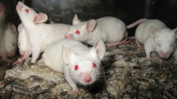 Stanford University partially restored sight to blind mice