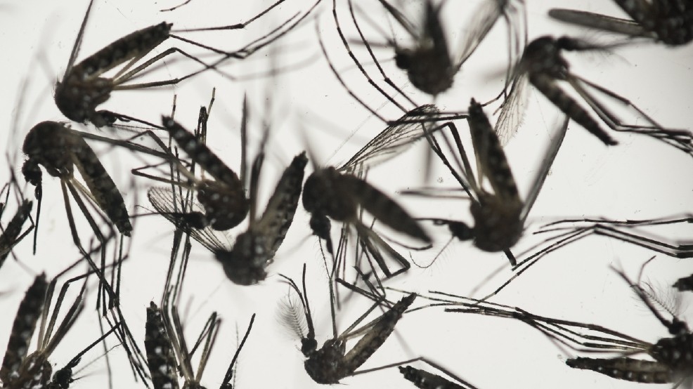 Florida health officials rule out sex as well as travel in Miami-area woman's Zika infection