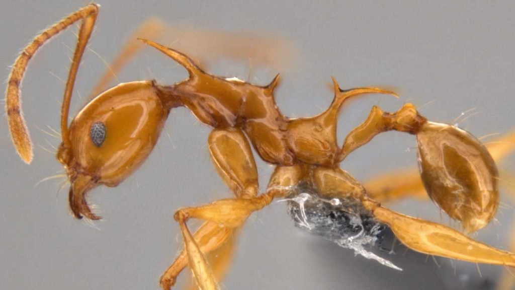 Pheidole viserion a newly discovered ant species from Papua New Guinea