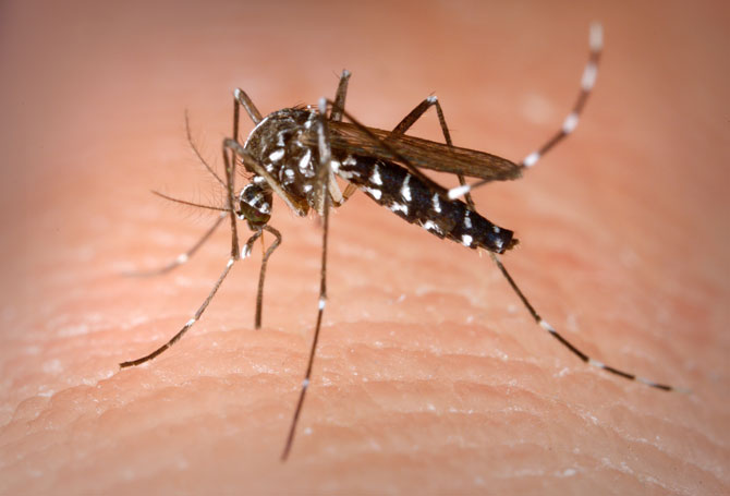 CDC Aedes albopictus also known as the Asian tiger mosquito