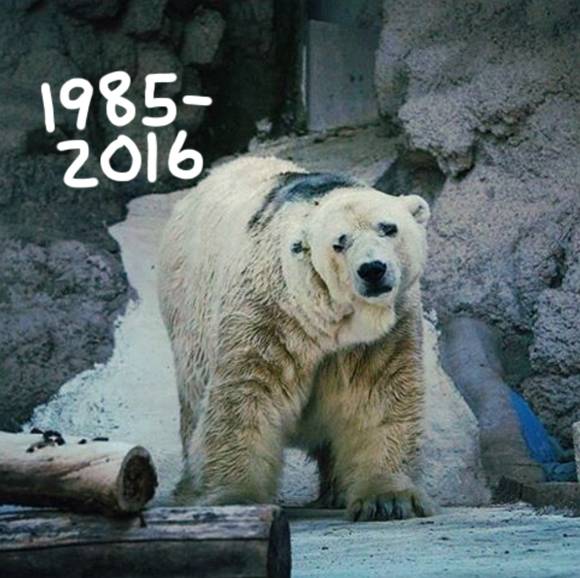 'World's saddest polar bear' Arturo dies in Argentine zoo