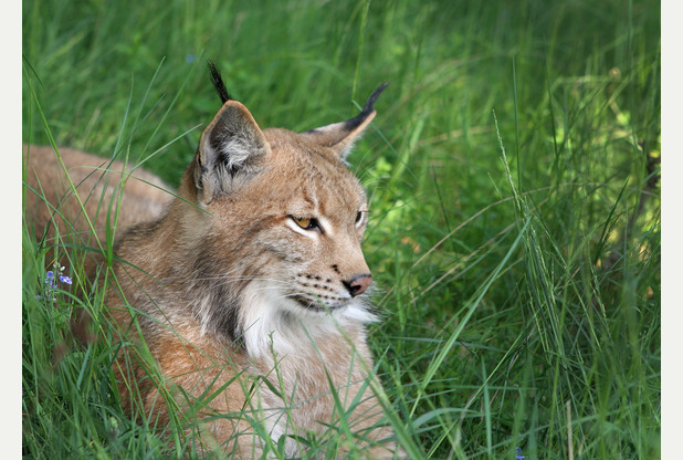 Police and helipcopter assist search for escaped Lynx