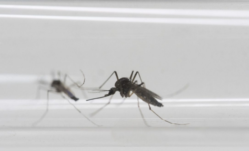 The Zika virus spread by Aedes aegypti mosquitoes has been known to be sexually transmitted in semen but new research by the U.S. Centres for Disease Control and Prevention is reporting the first suspected case of spread from a woman to a man