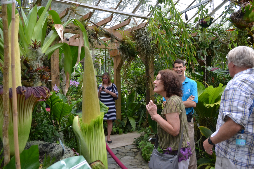 Selby Corpse Flower