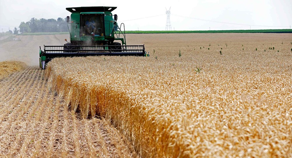 A combine drives over stalks of soft red winter wheat during the harvest on a farm in Dixon Illinois