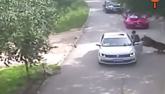 Terrifying video Chinese woman mauled to death by tiger at Badaling Wildlife Park