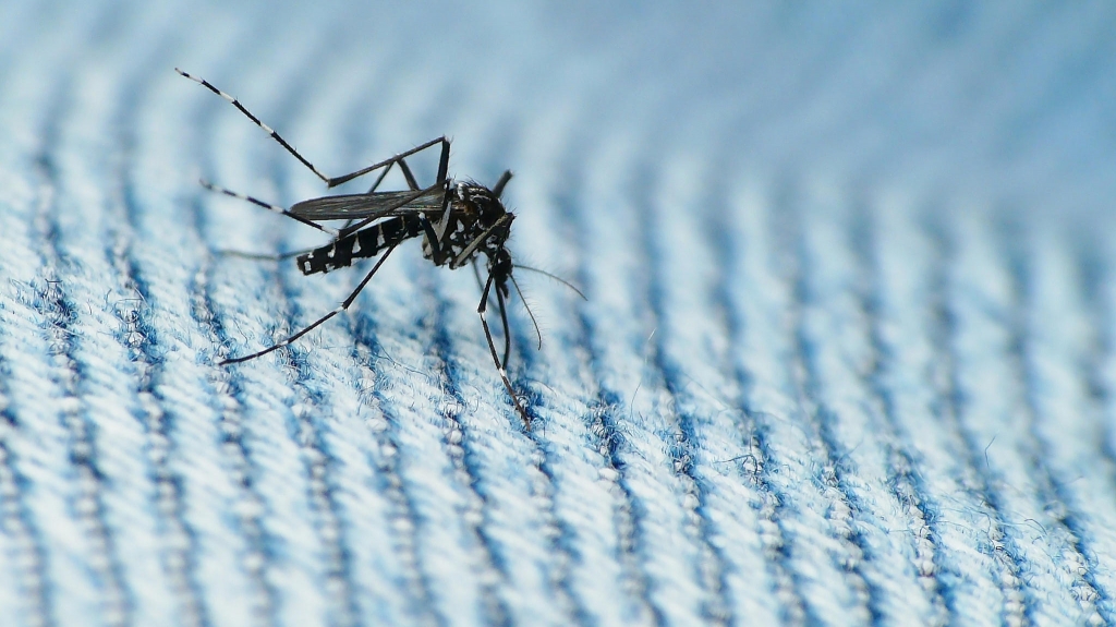 The Asian Tiger Mosquito is a carrier of Zika virus