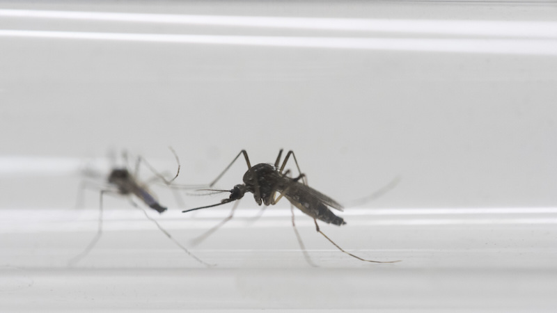 University of Pennsylvania engineers have developed a rapid low-cost genetic test for the Zika virus. The $2 testing device about the size of a soda can does not require electricity or technical expertise to use. A patient would simply provide a saliva