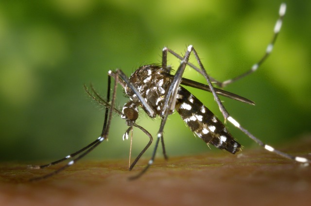 The Aedes albopictus mosquito native to NYC was recently confirmed to have Zika-carrying capabilities in our hemisphere