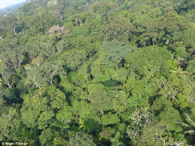 The Amazonian forest in the Putumayo basin of Loreto Peru was surveyed during a February 2016 rapid inventory by The Field Museum