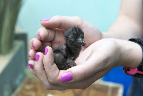 Baby Penguin