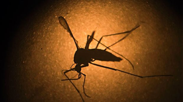 The spread of Zika virus has been primarily driven by mosquitos