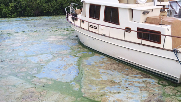 Stuart Fla. Officials want federal action along a stretch of Florida's Atlantic coast where the governor has declared a state of emergency over alga