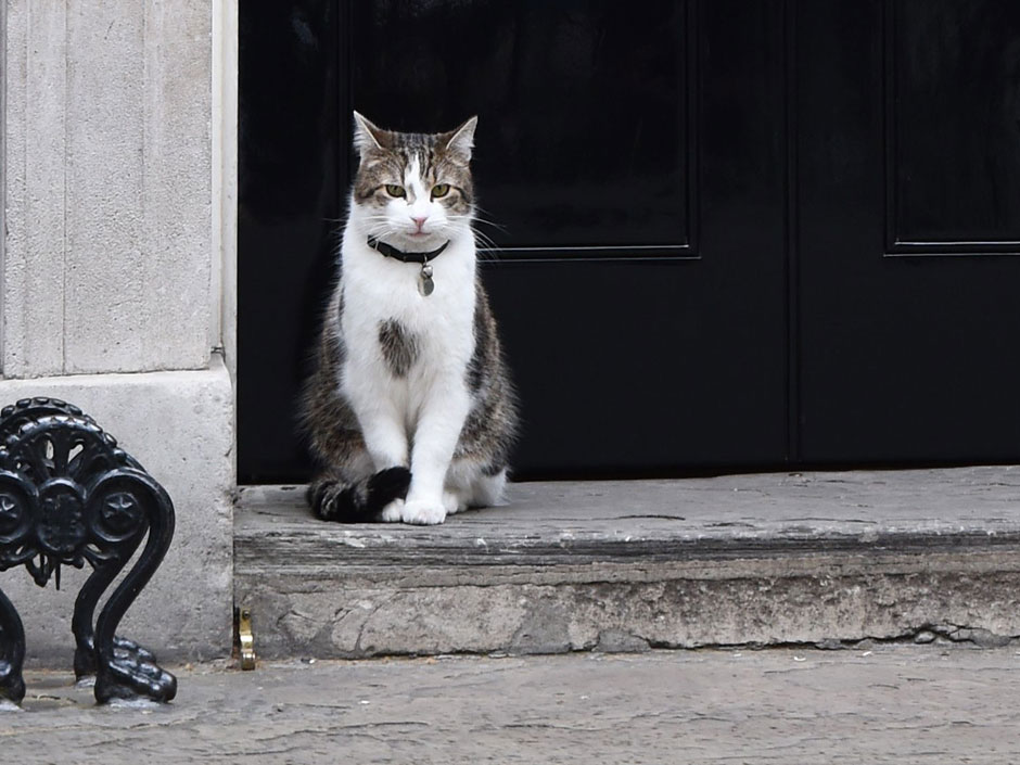 Larry the Downing Street cat sits outside the door of No. 10