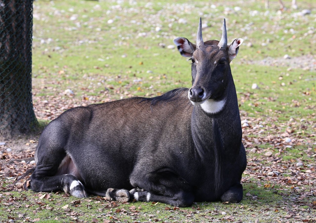 Upstate New York animal park owner trampled to death while feeding antelope