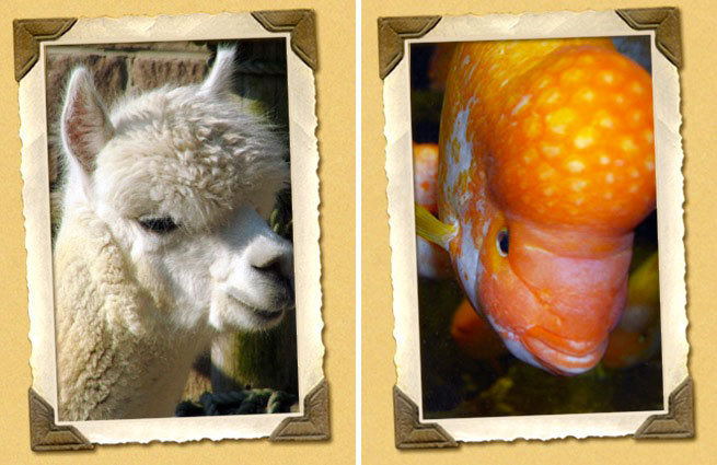 What looks more like Donald Trump? The Alpaca on the left or the Cichlid on the right?Akron Zoo