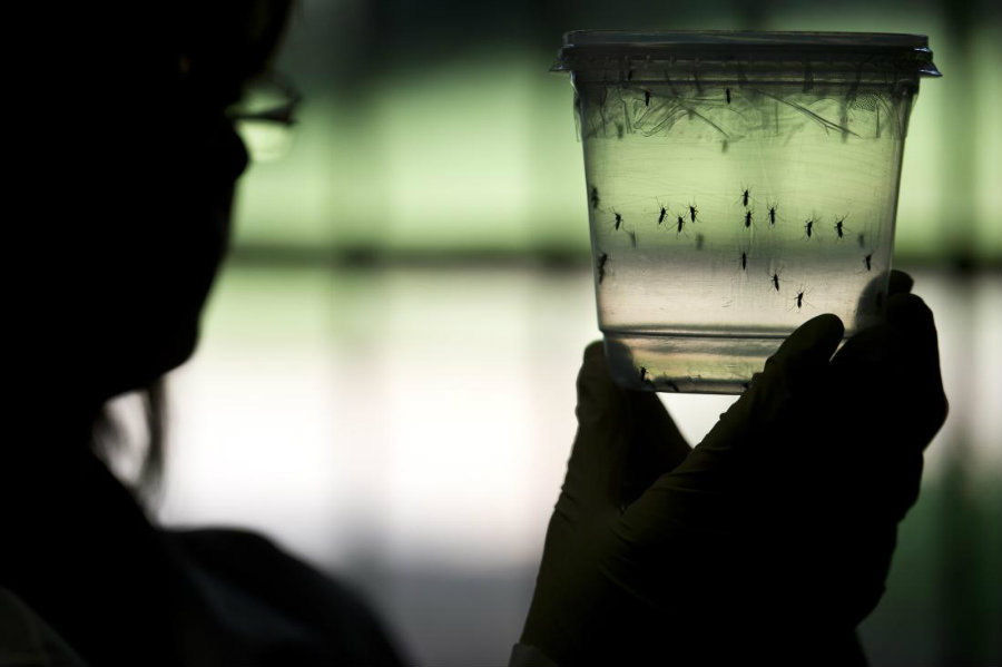 Florida’s health officials are conducting researches about a second possible Zika case spread by locally infected mosquitoes