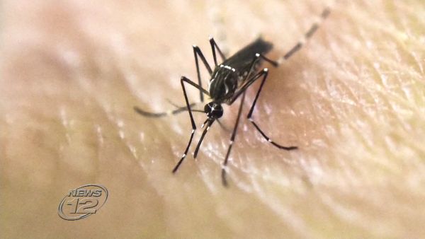 Four locally transmitted cases of the Zika virus