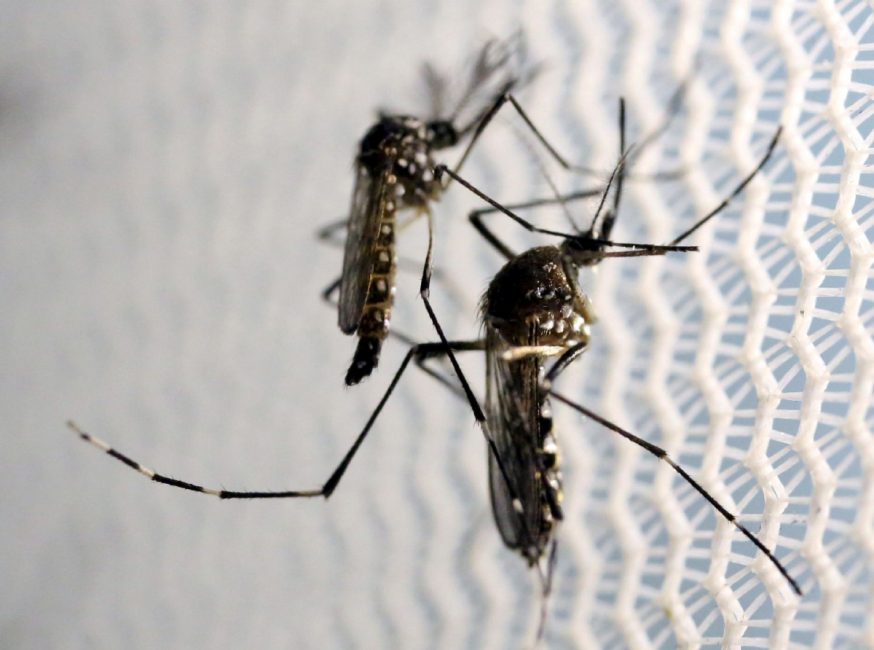 Aedes aegypti mosquitoes are seen inside a laboratory in Campinas Brazil. Florida officials have confirmed that four new cases of Zika in Miami were likely transmitted by infected U.S. mosquitoes