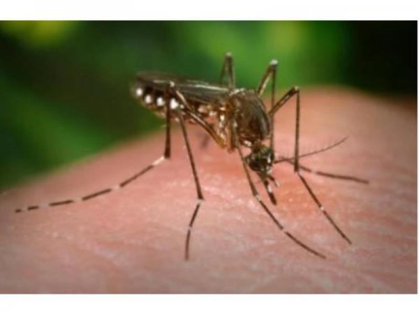 039;No Risk&#039 To Residents As Zika Confirmed In Bucks County Health Official