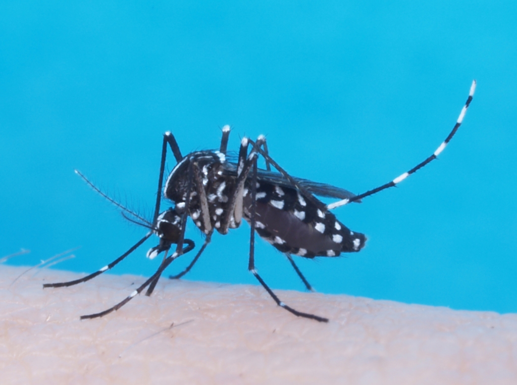 Zika virus research at Biosecurity Research Institute aims to control fight mosquitoes