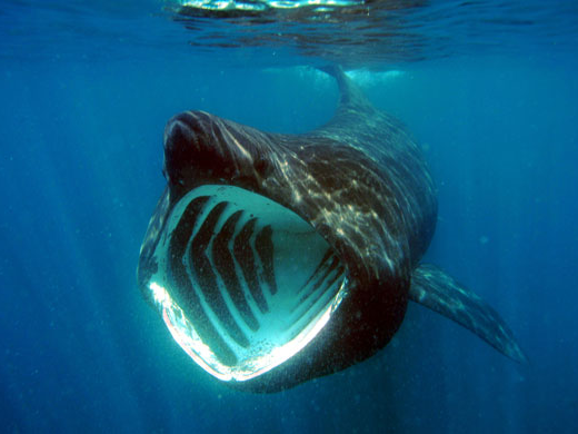 Basking shark