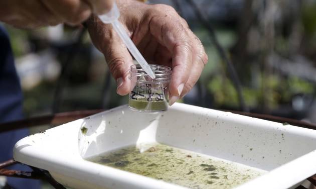 Evaristo Miqueli a natural resources officer with Broward County Mosquito Control takes water samples decanted from a watering jug checking for the presence of mosquito larvae in Pembroke Pines Fla. Th