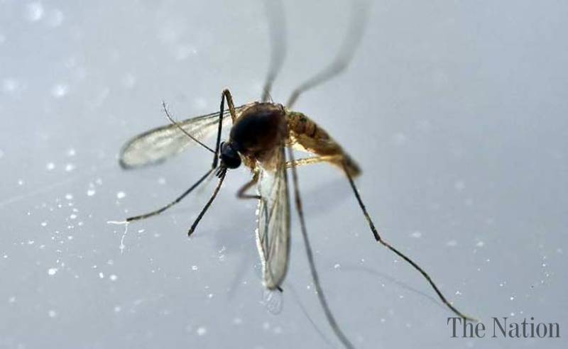 Locally transmitted Zika virus identified in Miami Beach