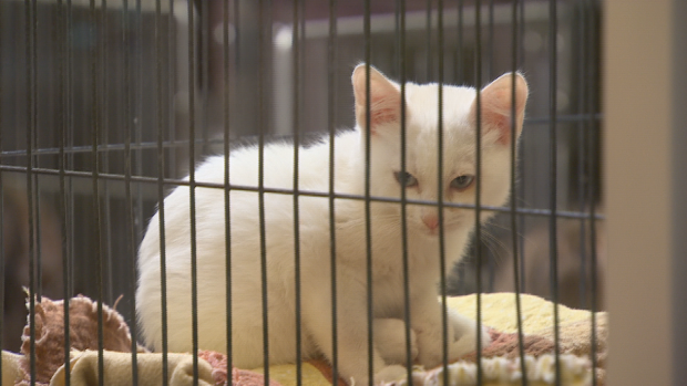 A cat at the Edmonton Humane Society in need of a home