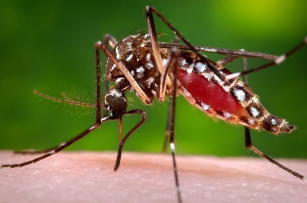 A female Aedes aegypti mosquito acquires a blood