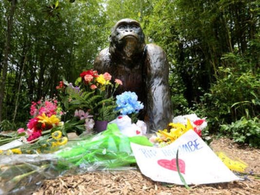 A makeshift memorial for Harambe the lowland gorilla killed at the Cincinnati Zoo sits outside the gorilla exhibit