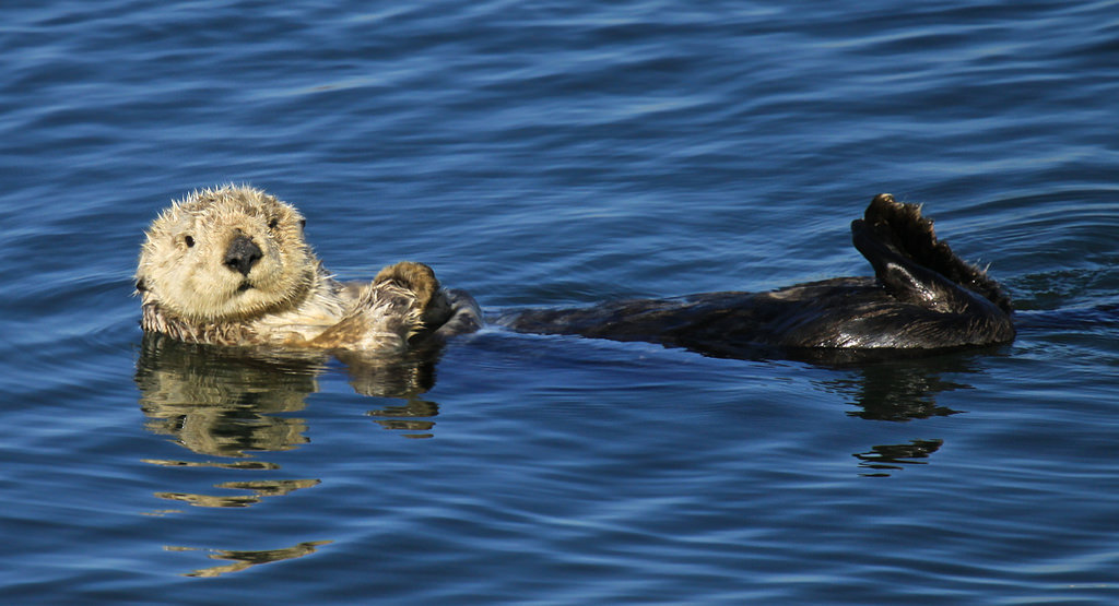 A southern sea otter