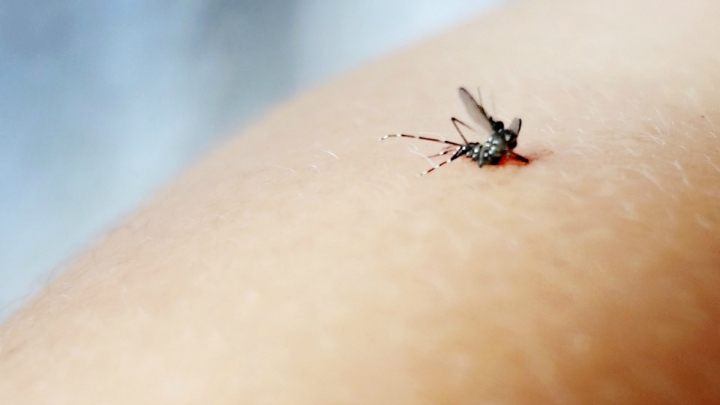 A squashed Aedes Aegypti which can spread Zika and other diseases