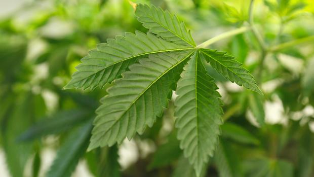 A thriving marijuana plant is seen at a grow operation in Denver Colorado