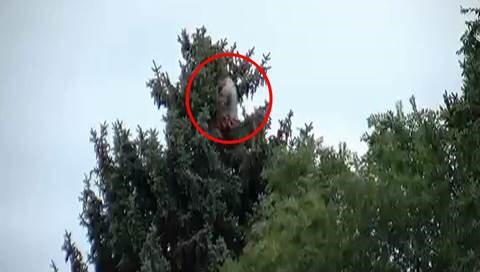 A wanted man climbed up a tree in Colorado Springs Sunday evening