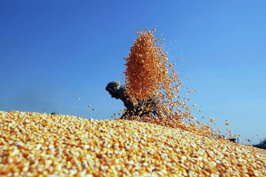 A worker spreads out corn to dry after harvesting them from the cobs before selling them at a market in Lahore