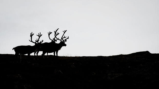 AFP  Getty Images Reindeers in Norway can been seen in this file