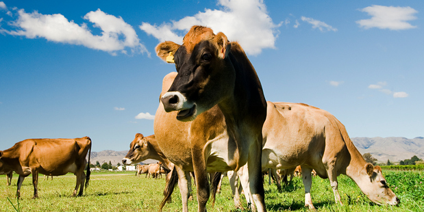 About 500 dairy cows have gone missing from a Canterbury farm