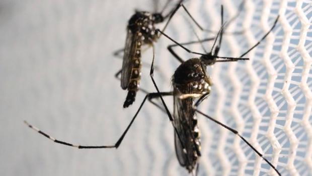 Aedes aegypti mosquitoes are seen inside Oxitec laboratory in Campinas Brazil