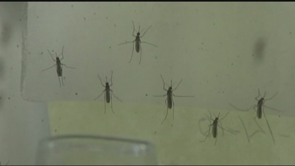 First case of Zika reported in Yellowstone County