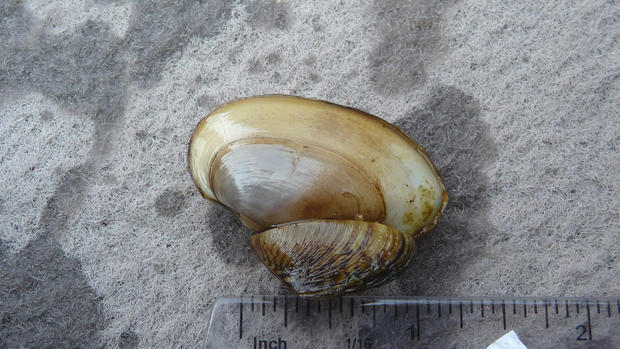 An invasive zebra mussel shown attached to a native clam. The invasives often muscle out native lake life