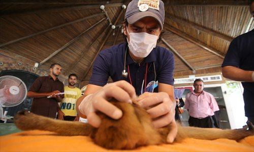 Gaza's last tiger — and 14 other animals remaining in Khan Yunis Zoo — bound for Jordan