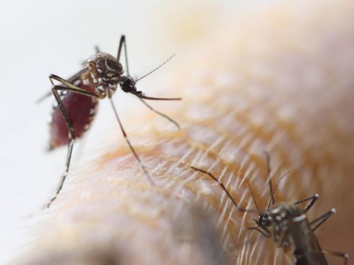 Local transmission of Zika virus confirmed in Miami Beach