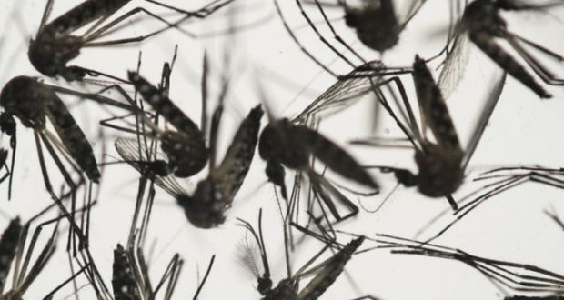 State Health Department Provides Free Testing For Possible Zika - NewsOn6.com - Tulsa, OK - News, Weather, Video and Sports - KOTV.com |