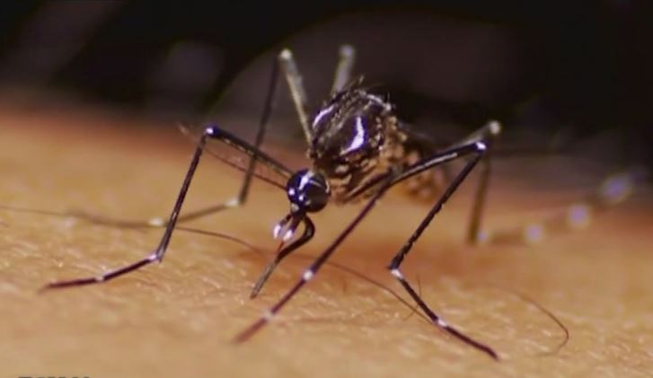 Florida offers free Zika test kits for pregnant women