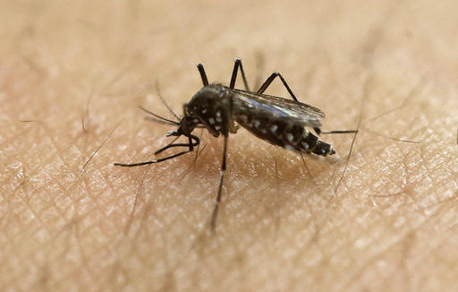 A female Aedes aegypti mosquito known to be a carrier of the Zika virus acquires a blood meal on the arm of a researcher at the Biomedical Sciences Institute of Sao Paulo University in Sao Paulo Brazil. Health officials said Thursday that two babies